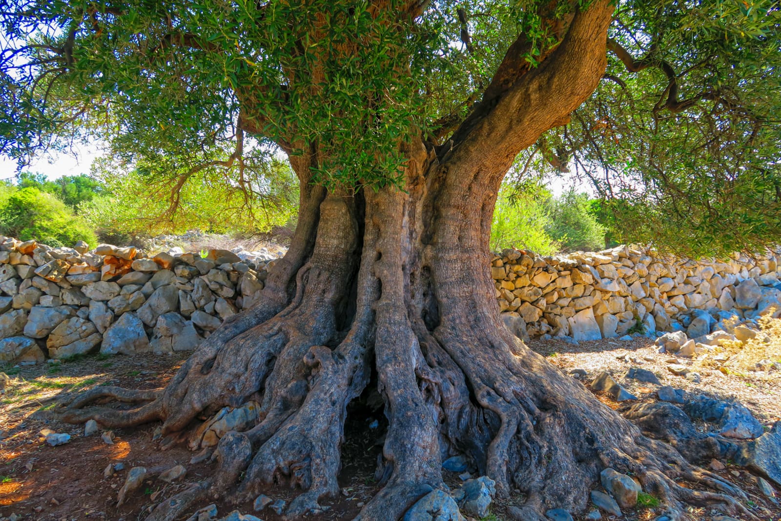 Tours - Routes of Lun’s Olives