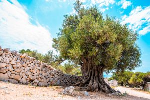 Pag Island - Places - Lun