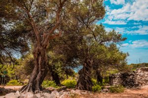 Pag Island - Places - Lun