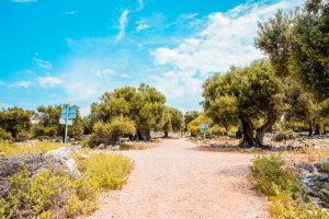 Activity - Lun Olive Tree Road
