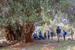 Activity - Lun Olive Tree Road