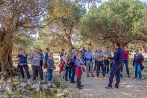 Activity - Lun Olive Tree Road