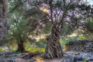 Activity - Lun Olive Tree Road