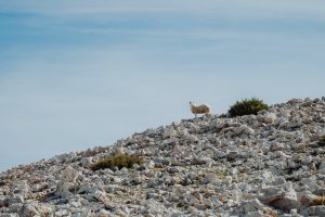 Activity – Hike Sveti Vid