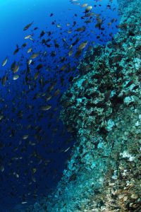 Activity - Diving Discovery program