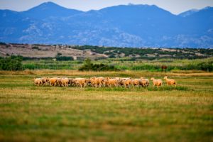 Activity - Pag Cheese Road