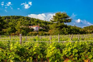 Activity - Boškinac Wine Road