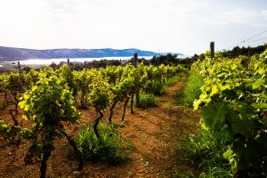 Activity - Boškinac Wine Road
