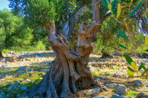 Activity – Walk - The Olive Gardens of Lun