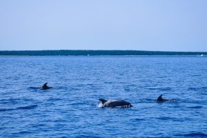 Activity – Islands of Silba and Olib - Boat Franeša