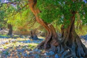 Tour - Routes of Lun’s Olives