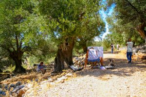 Tour - Routes of Lun’s Olives