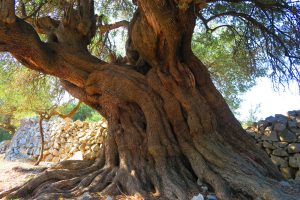 Tour - Routes of Lun’s Olives