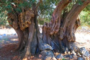 Tour - Routes of Lun’s Olives
