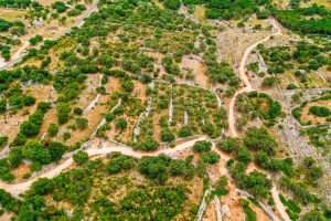 Activity – Walk - The Olive Gardens of Lun