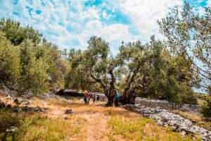 Activity – Walk - The Olive Gardens of Lun