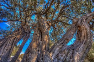 Tour - Routes of Lun’s Olives