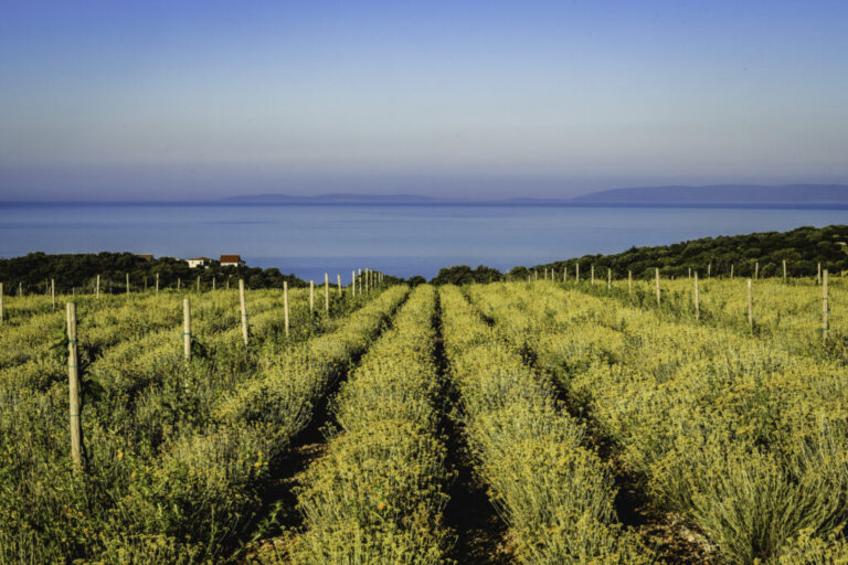 The beauty and power of enchantlng herbs of the Kvarner islands