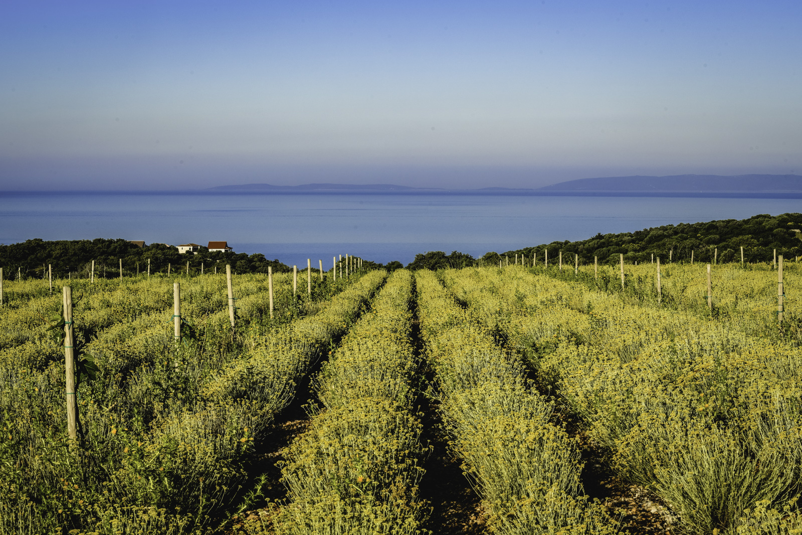 Die Schönheit und Kraft der zauberhaften Kräuter der Kvarner-Inseln